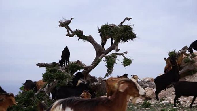 在阿甘树上吃阿甘坚果的摩洛哥山羊
