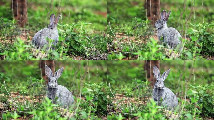可爱的灰色小兔子