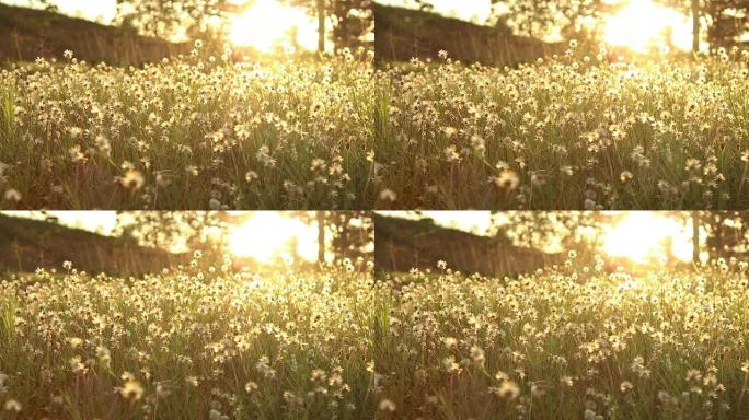 落日余晖下的草花落日余晖下的草花