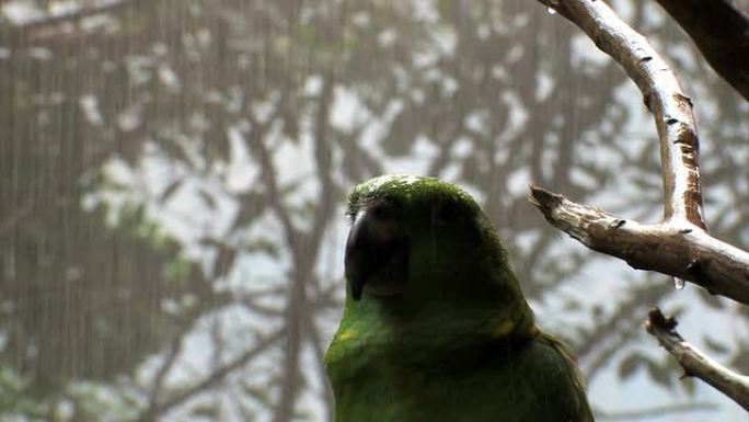 雨中的绿鹦鹉四…特写