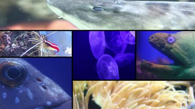 海洋生物不规则分屏海洋生物分屏展示鱼类