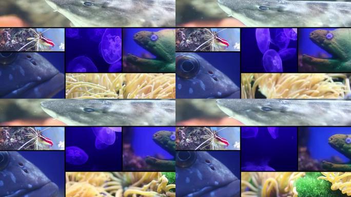 海洋生物不规则分屏海洋生物分屏展示鱼类