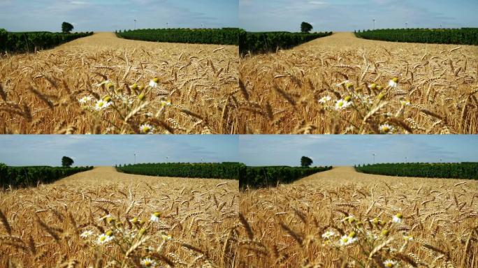 带有谷物植物的农业领域