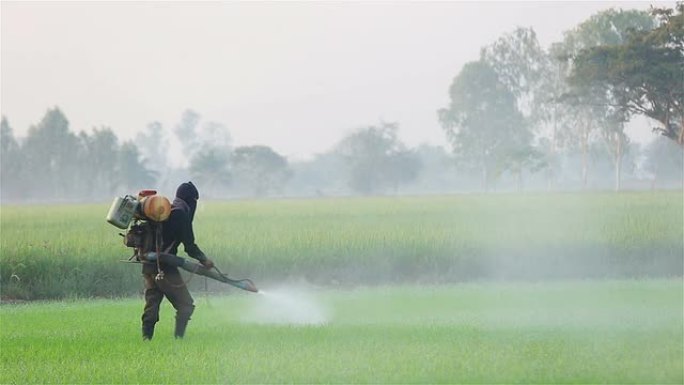 农民在稻田喷洒农药