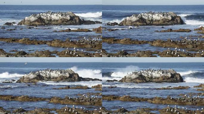 海浪撞击岩石蒙特雷湾海岸岛屿海岸鸟类加利福尼亚