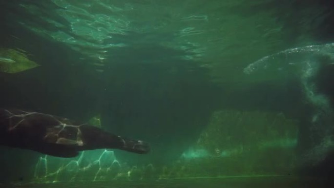 水族馆里的海狮