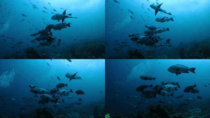 印度尼西亚珊瑚礁的小规模黑鱼 (Girella) 学校