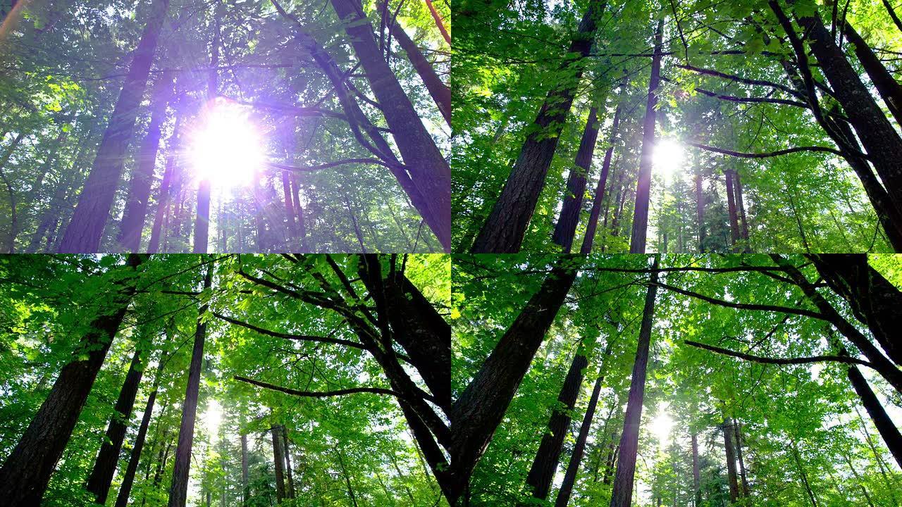森林叶缝阳光普照绿色春天夏日树林森林