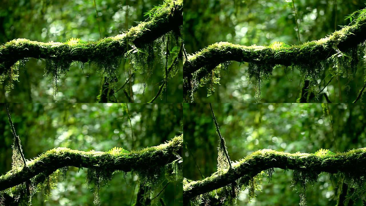 高清：雨林。（平移镜头）