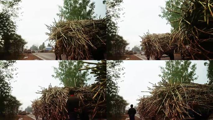 甘蔗车骑农产品运输传统农业贫困国家