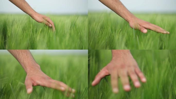 手和小麦