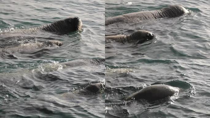 海象妈妈和幼崽一起游泳