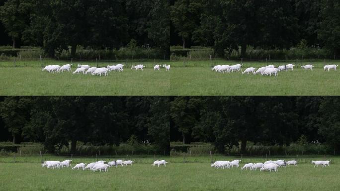 一群白山羊在荷兰的草地上放牧