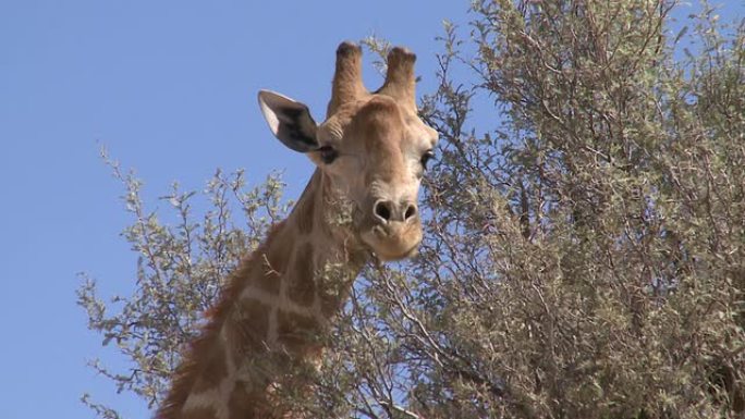 长颈鹿在骆驼刺树上吃东西