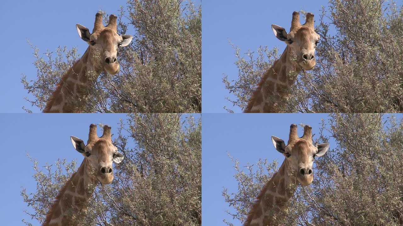 长颈鹿在骆驼刺树上吃东西