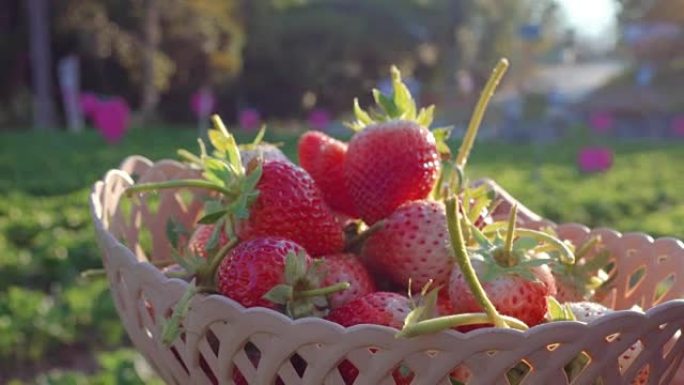 在农场采摘草莓的妇女