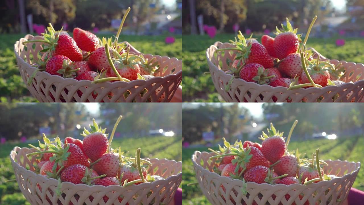 在农场采摘草莓的妇女