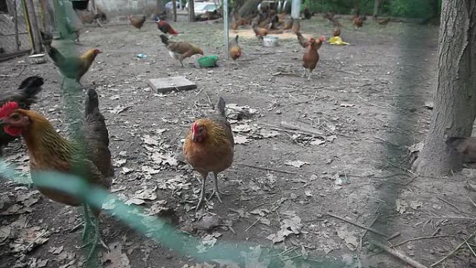 有机农场里的母鸡肉鸡蛋鸡栅栏围栏山林散养