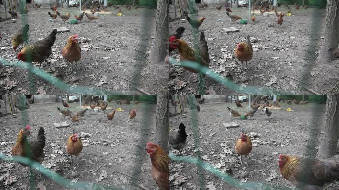有机农场里的母鸡肉鸡蛋鸡栅栏围栏山林散养