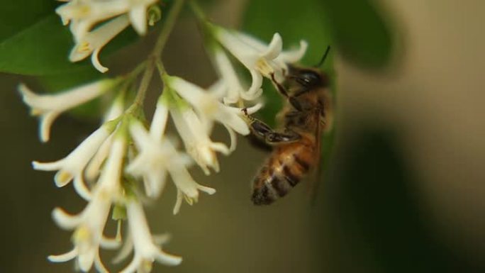 蜜蜂花蜂蜜