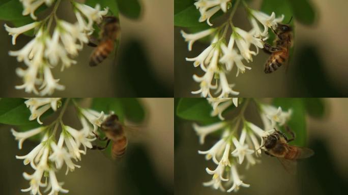 蜜蜂花蜂蜜