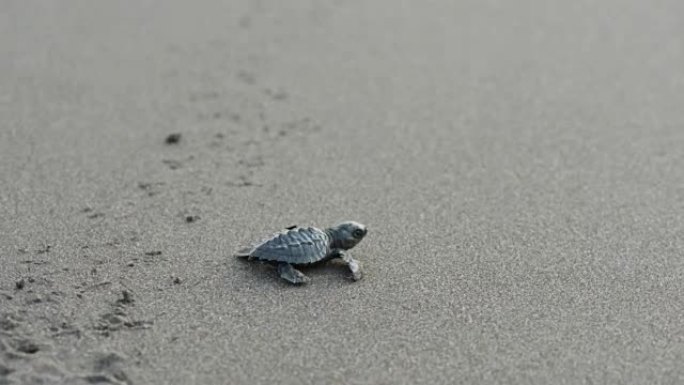 向大海爬行的新生海龟