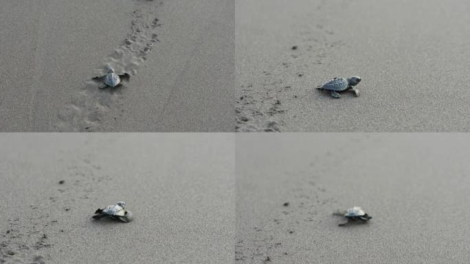 向大海爬行的新生海龟
