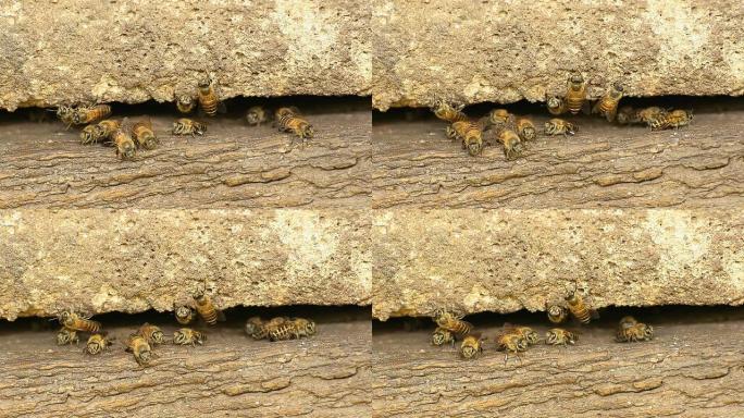 蜂房里的一群蜜蜂