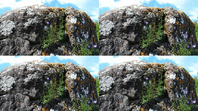 岩石表面生长的花朵