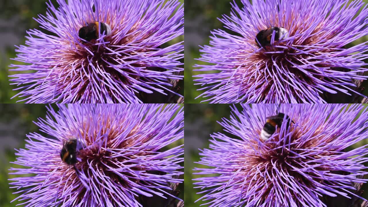 大黄蜂蓟花蜜蜂采蜜