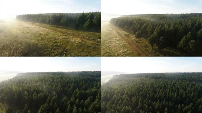 南非姆普马兰加省迷雾森林景观