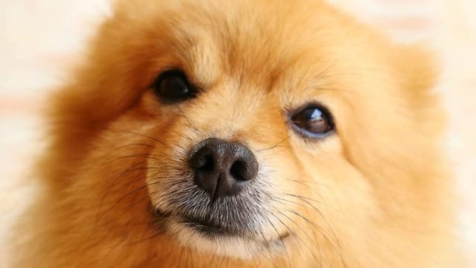 非常可爱的好奇脸波美拉尼亚犬