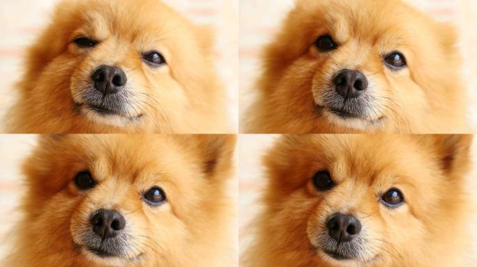 非常可爱的好奇脸波美拉尼亚犬