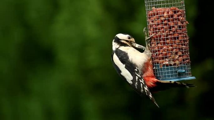 斑点啄木鸟觅食野生动物保护生物生态飞翔飞