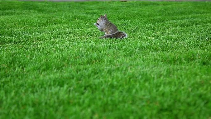 松鼠在绿色的空地上进食和挖掘