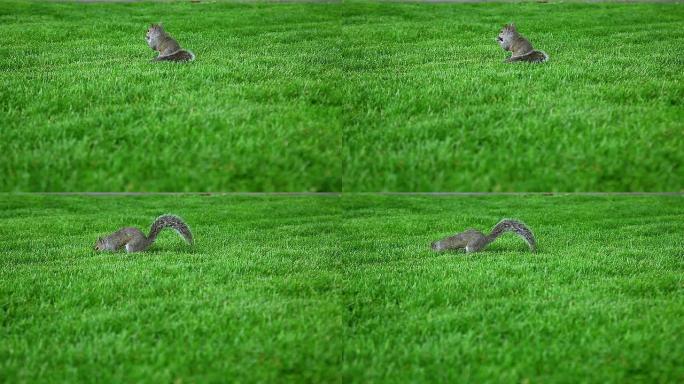 松鼠在绿色的空地上进食和挖掘