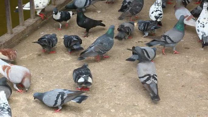 一群吃鸽子自由自在鸽群觅食吃东西