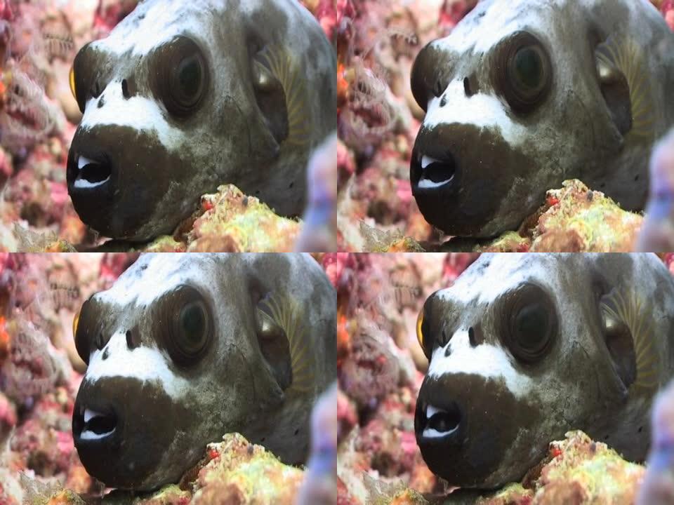 珊瑚礁上的黑鳕鱼-特写
