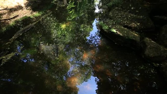 雨林中的溪流河溪水小溪