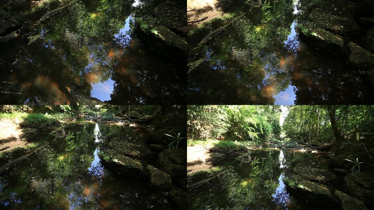 雨林中的溪流河溪水小溪