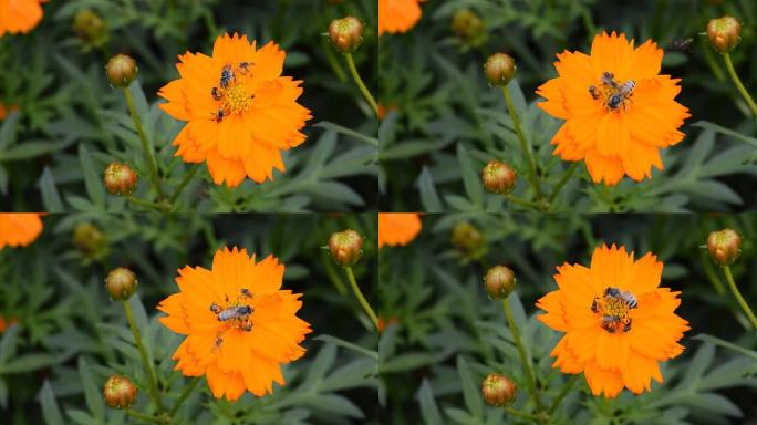橙花上的蜜蜂大自然的力量