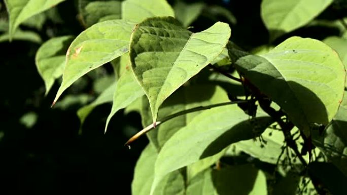 日本虎杖，Fallopia japonica，在苏格兰农村