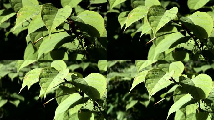 日本虎杖，Fallopia japonica，在苏格兰农村