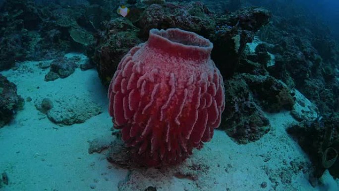 巨型粉红桶海绵海底