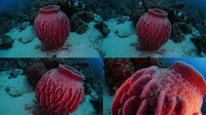 巨型粉红桶海绵海底