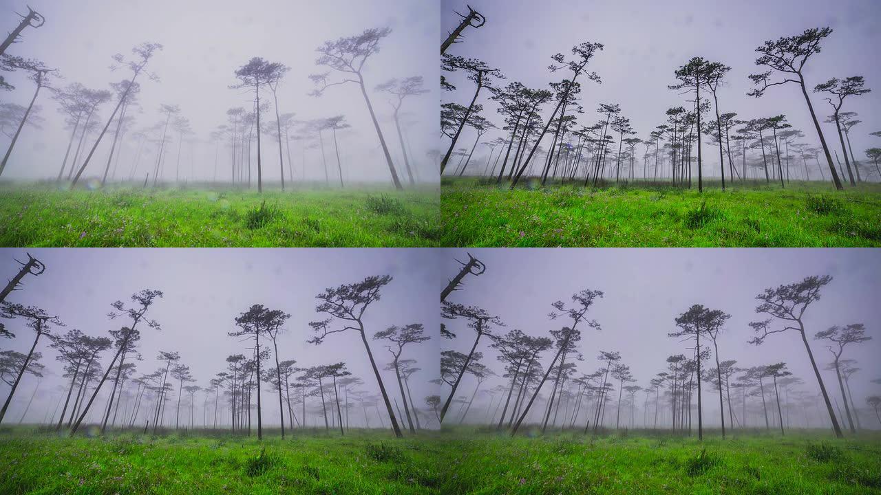 薄雾松树林薄雾松树林