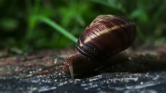 蜗牛蜗牛特写蜗牛微距爬行动物