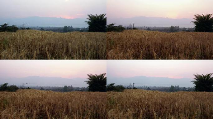 大麦稻田的延时日落