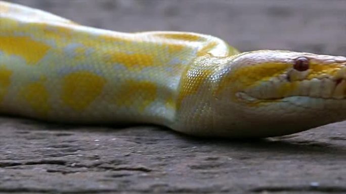 Python。爬行动物蟒蛇