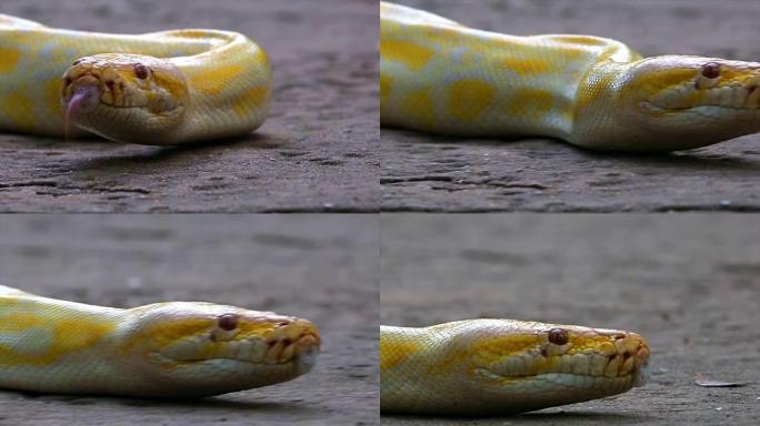 Python。爬行动物蟒蛇